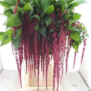 AMARANTHUS RED HANGING