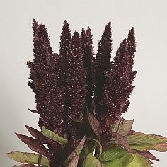 AMARANTHUS RED (UPRIGHT)