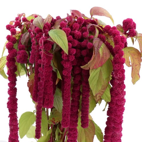 AMARANTHUS ROSARY