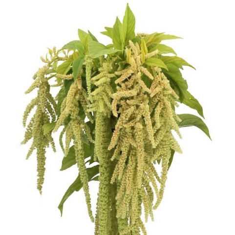 AMARANTHUS VIRIDIS