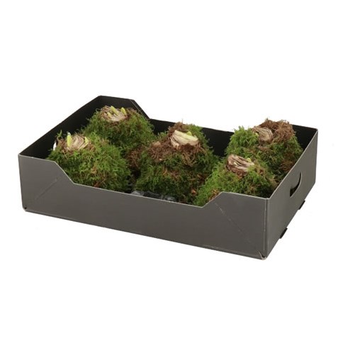 AMARYLLIS BULBS - IN NATURAL MOSS