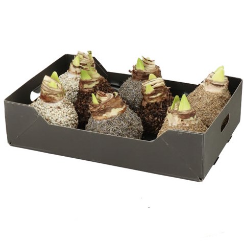 AMARYLLIS BULBS - WAXED NATURAL MIX