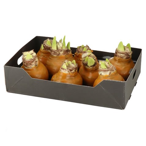 AMARYLLIS BULBS - WAXED OCHRE YELLOW