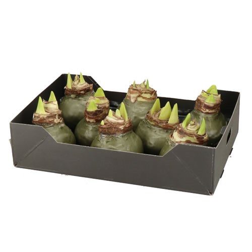 AMARYLLIS BULBS - WAXED OLIVE