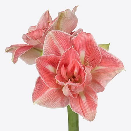 HIPPEASTRUM LOVELY NYMPH
