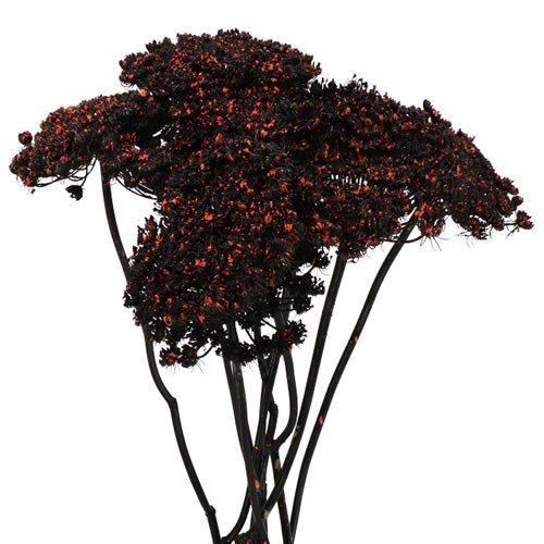 AMMI MAJUS DYED BLACK/RED