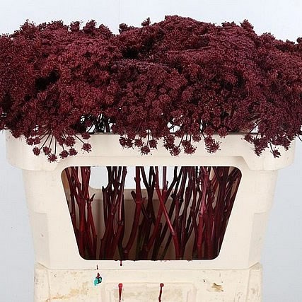 AMMI MAJUS DYED BURGUNDY