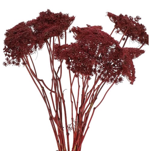 AMMI MAJUS DYED BURGUNDY