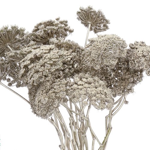 AMMI MAJUS DYED PLATINUM