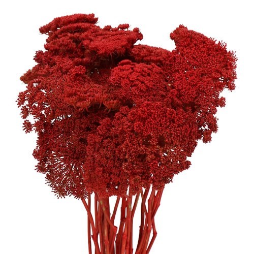 AMMI MAJUS DYED RED