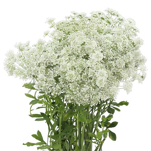 AMMI MAJUS GRACELAND
