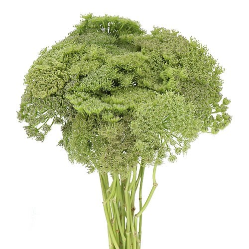 AMMI MAJUS GREEN MIST