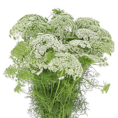 AMMI VISNAGA CASABLANCA