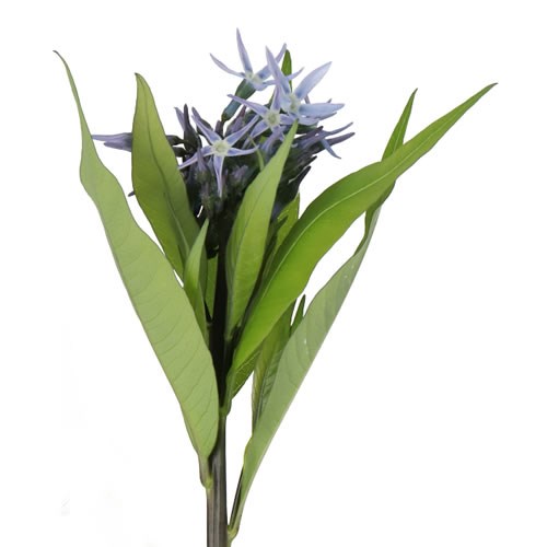 AMSONIA NIGHT SKY