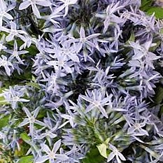 AMSONIA NIGHT SKY