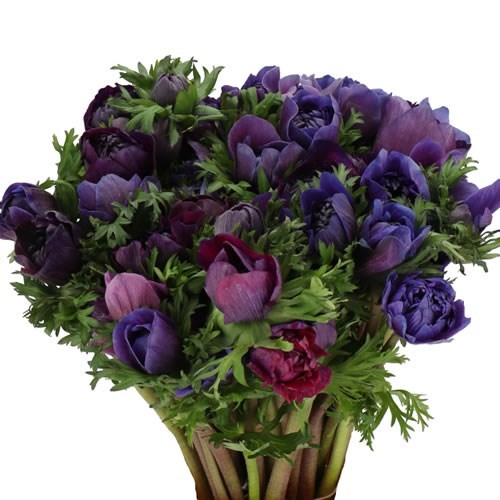 ANEMONE CARILLON BLACK