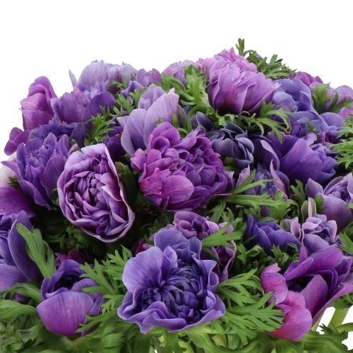ANEMONE CARILLON BLUE