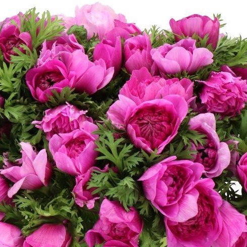 ANEMONE CARILLON CERISE