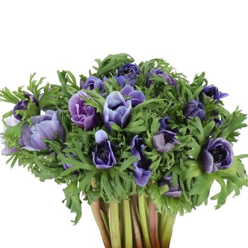 ANEMONE CARILLON LAVENDER