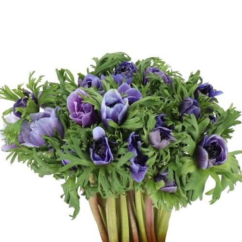 ANEMONE CARILLON LAVENDER