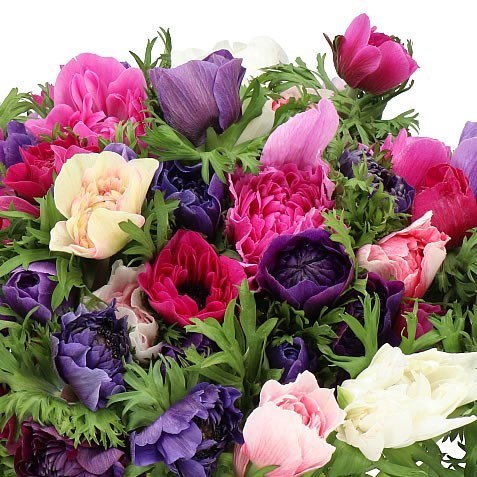 ANEMONE CARILLON MIX