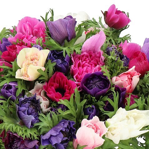 ANEMONE CARILLON MIXED EX