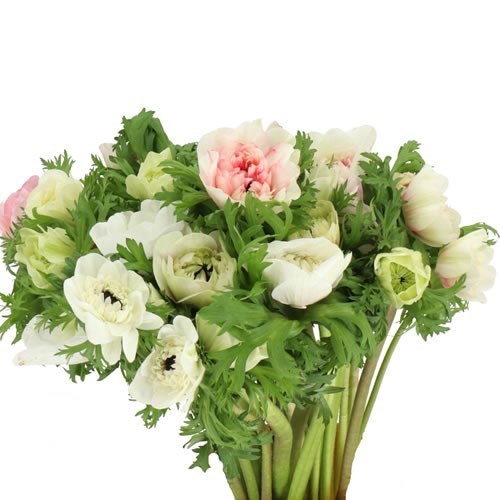 ANEMONE CARILLON PINK