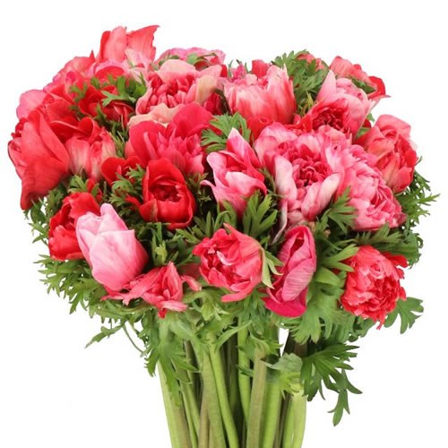 ANEMONE CARILLON RED