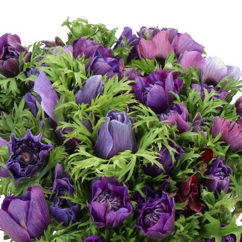 ANEMONE CARILLON VIOLET