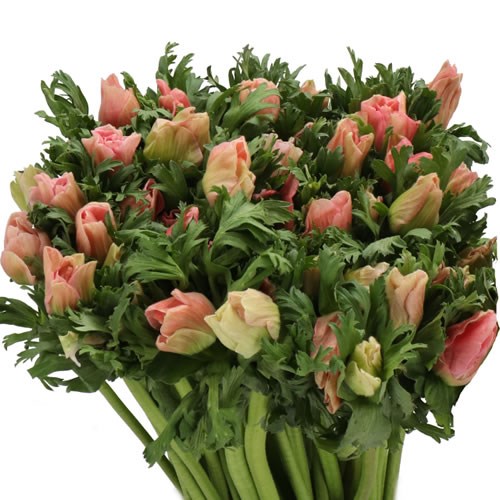 ANEMONE CARMEL BARBIE
