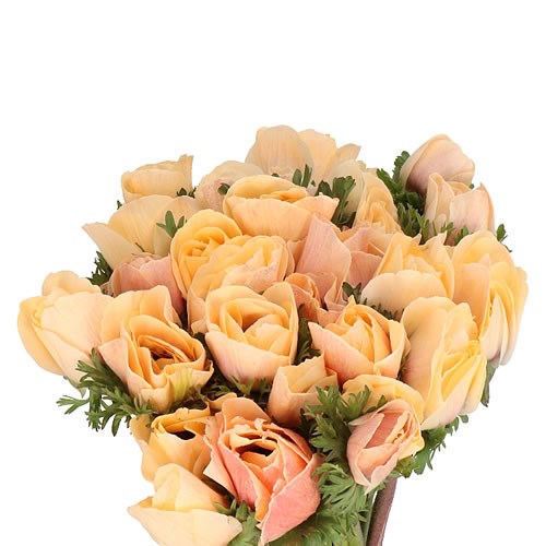 ANEMONE DYED POWDER APRICOT EX