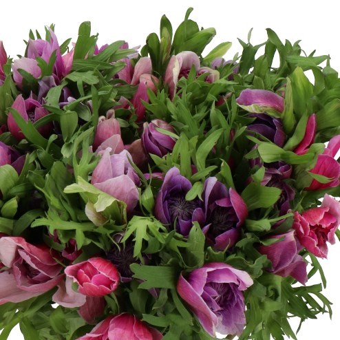 ANEMONE FULLSTAR BICOLOR LAVENDER