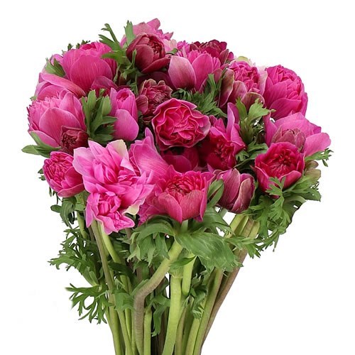 ANEMONE FULLSTAR BRIGHT ROSE