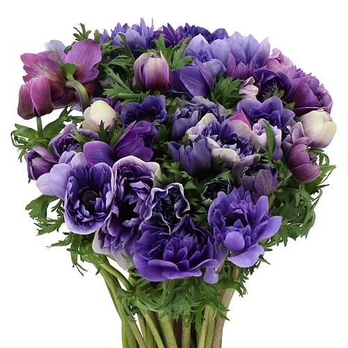 ANEMONE FULLSTAR LAVENDER