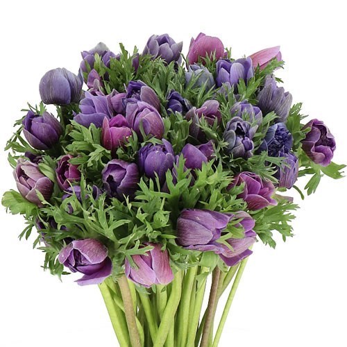 ANEMONE FULLSTAR PASTEL LILAC