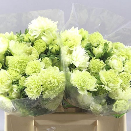 ANEMONE FULLSTAR PURE WHITE