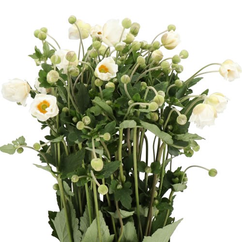 ANEMONE HUPEHENSIS ARRANGEMENT