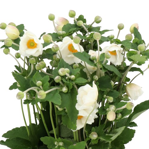 ANEMONE HUPEHENSIS ATKINSON