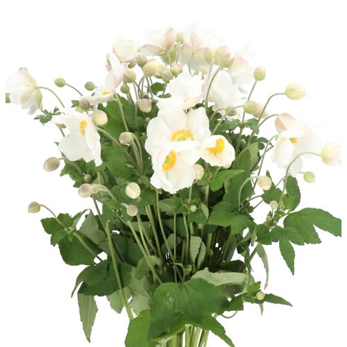 ANEMONE HUPEHENSIS JORBET