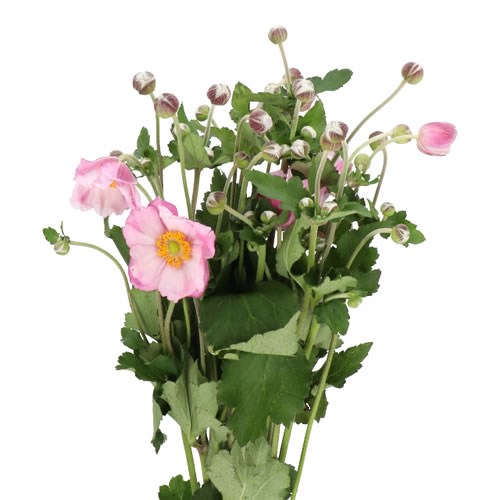 ANEMONE HUPEHENSIS LORELEI