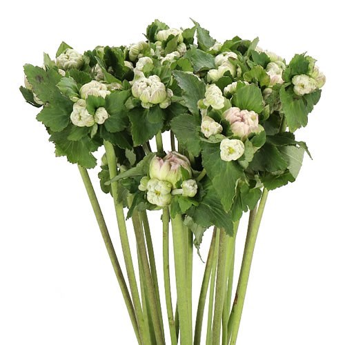 ANEMONE HUPEHENSIS PONPOM