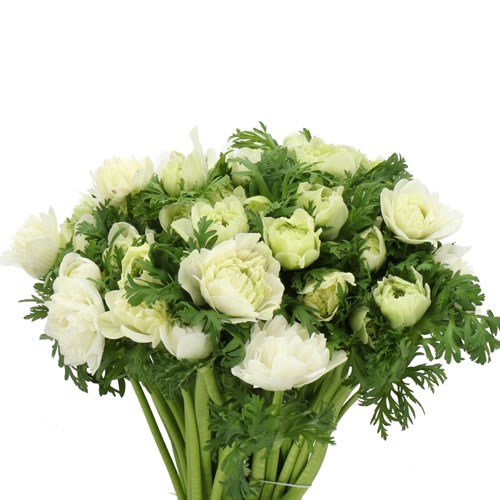 ANEMONE LEVANTE BIANCO