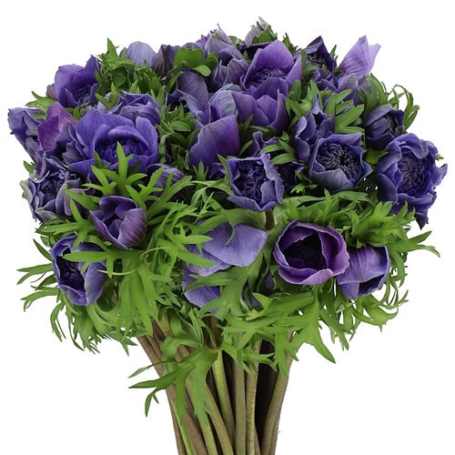 ANEMONE LEVANTE BLUE EX