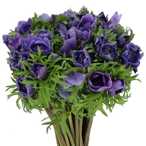ANEMONE LEVANTE BLUE EX