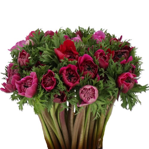 ANEMONE LEVANTE FUCHSIA