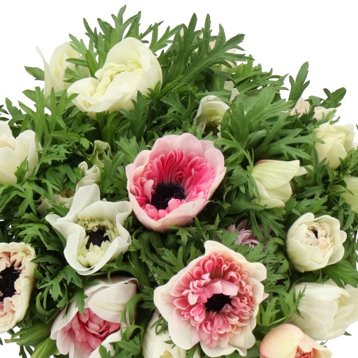 ANEMONE LEVANTE PINK BICOLOR