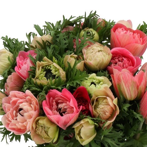 ANEMONE LEVANTE ROSA