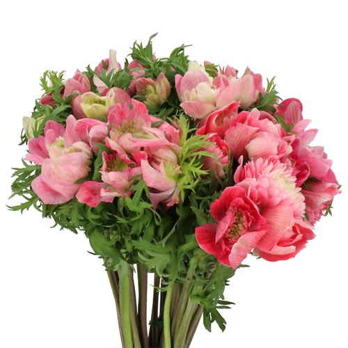 ANEMONE LEVANTE ROSA CHIARO