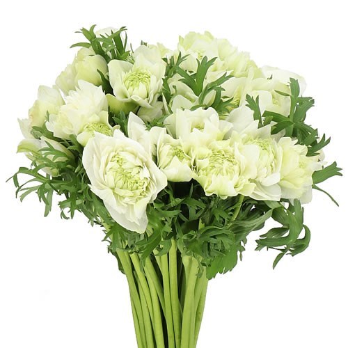 ANEMONE LEVANTE WHITE