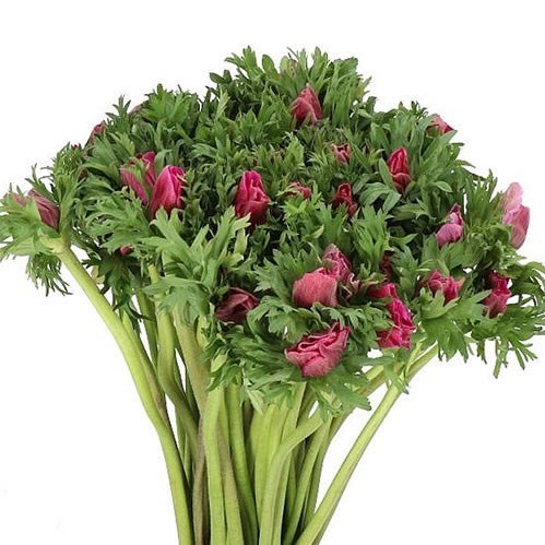 ANEMONE MARIANNE ORCHID